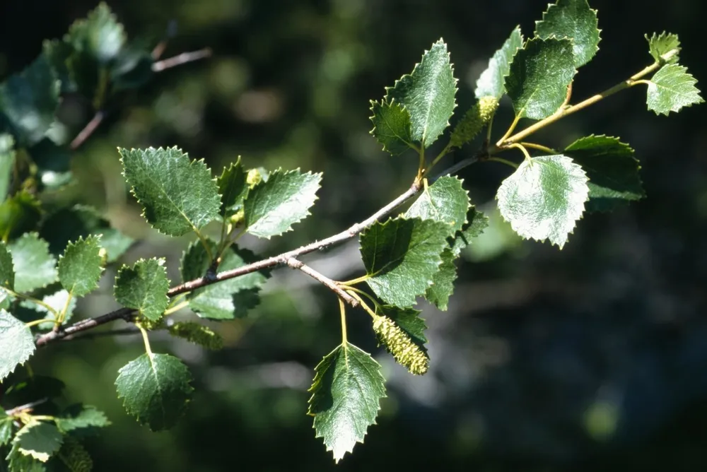 Береза пушистая Betula pubescens