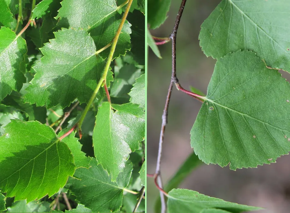 Береза пушистая Betula pubescens