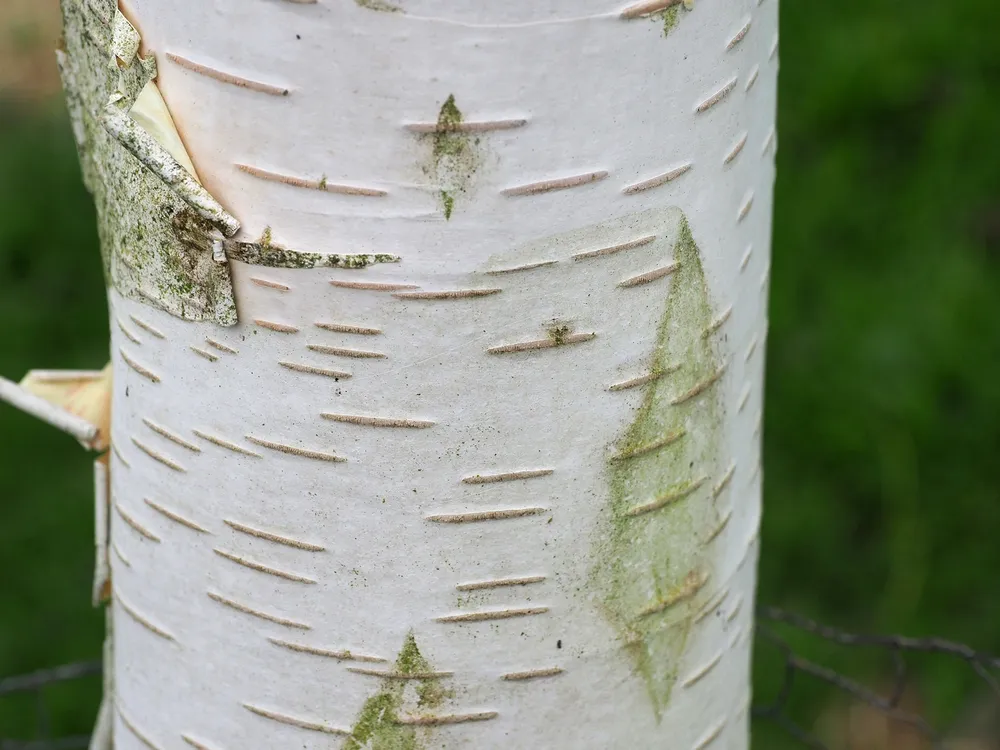 Береза Жакмона `Doorenbos` Betula utilis `Doorenbos`