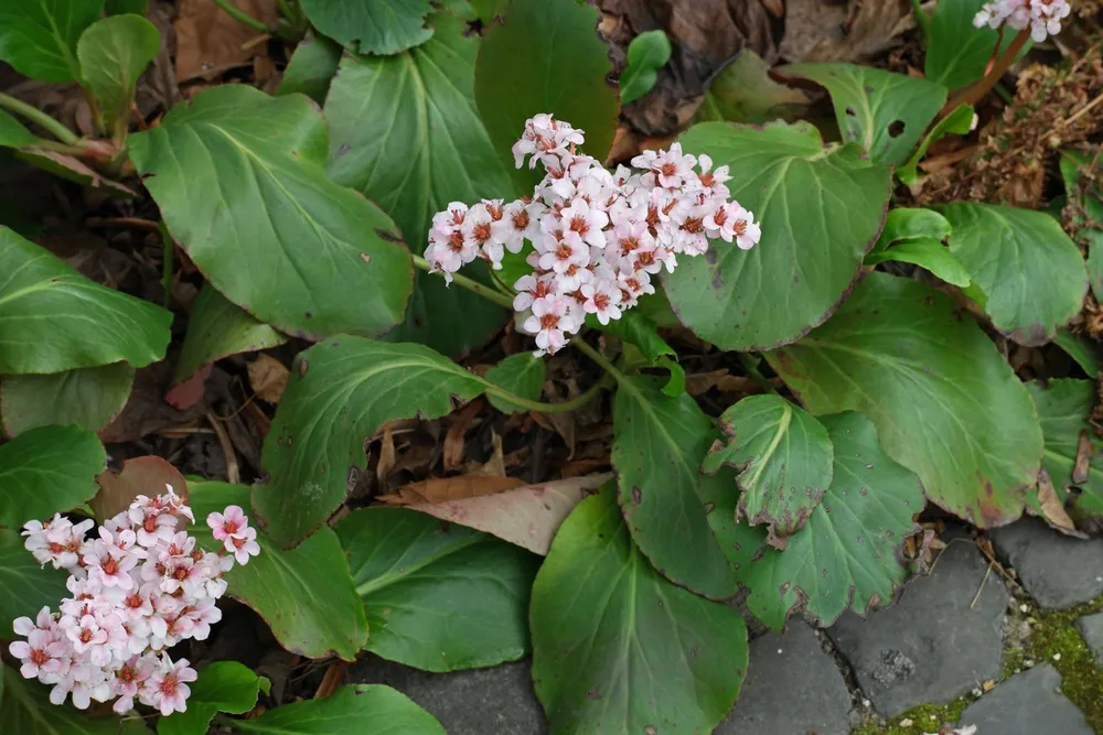 Bergenia cordifolia