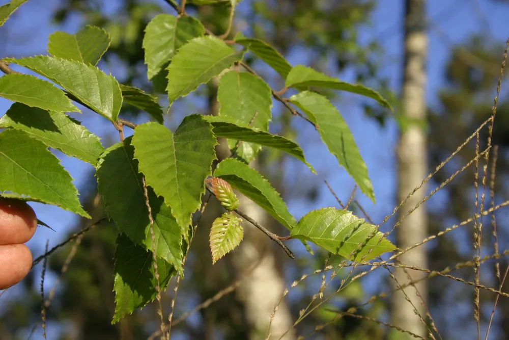 Betula Alnoides