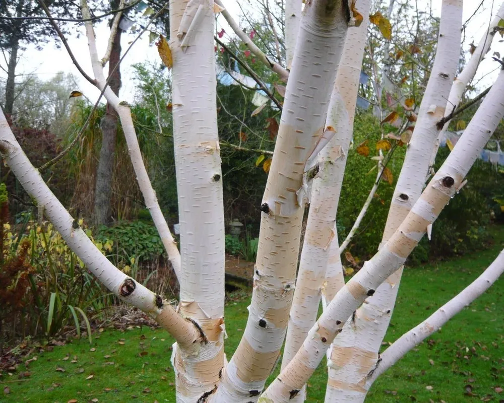 Betula papyrifera