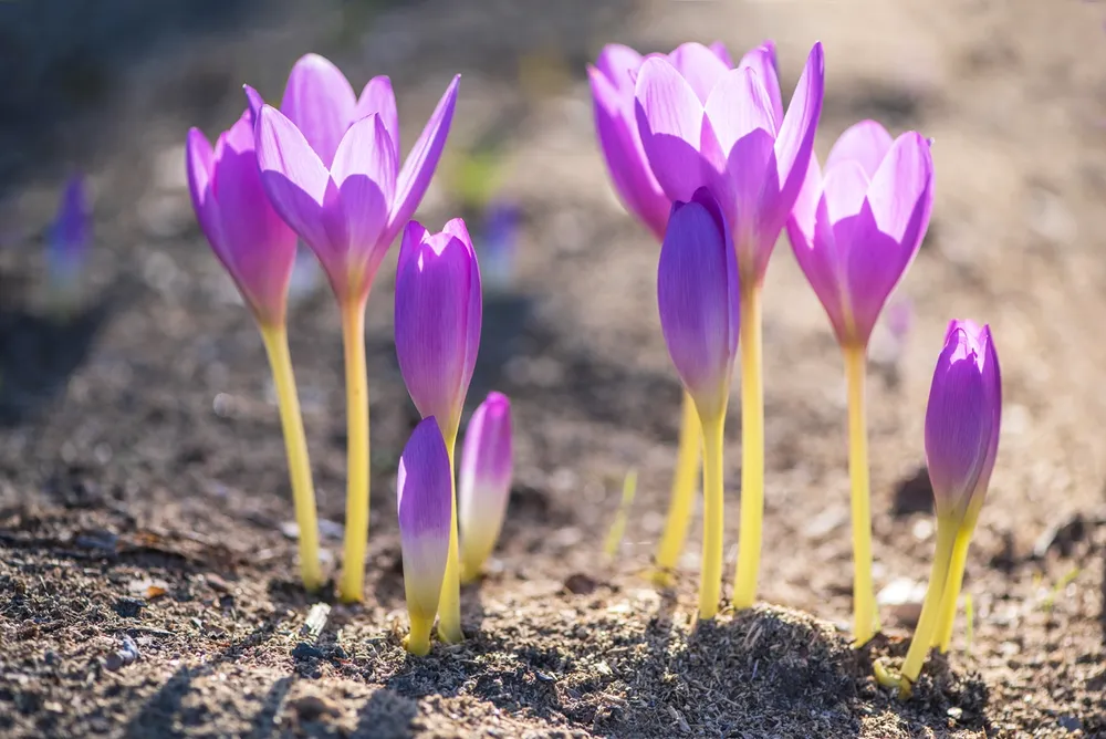 Безвременник Colchicum