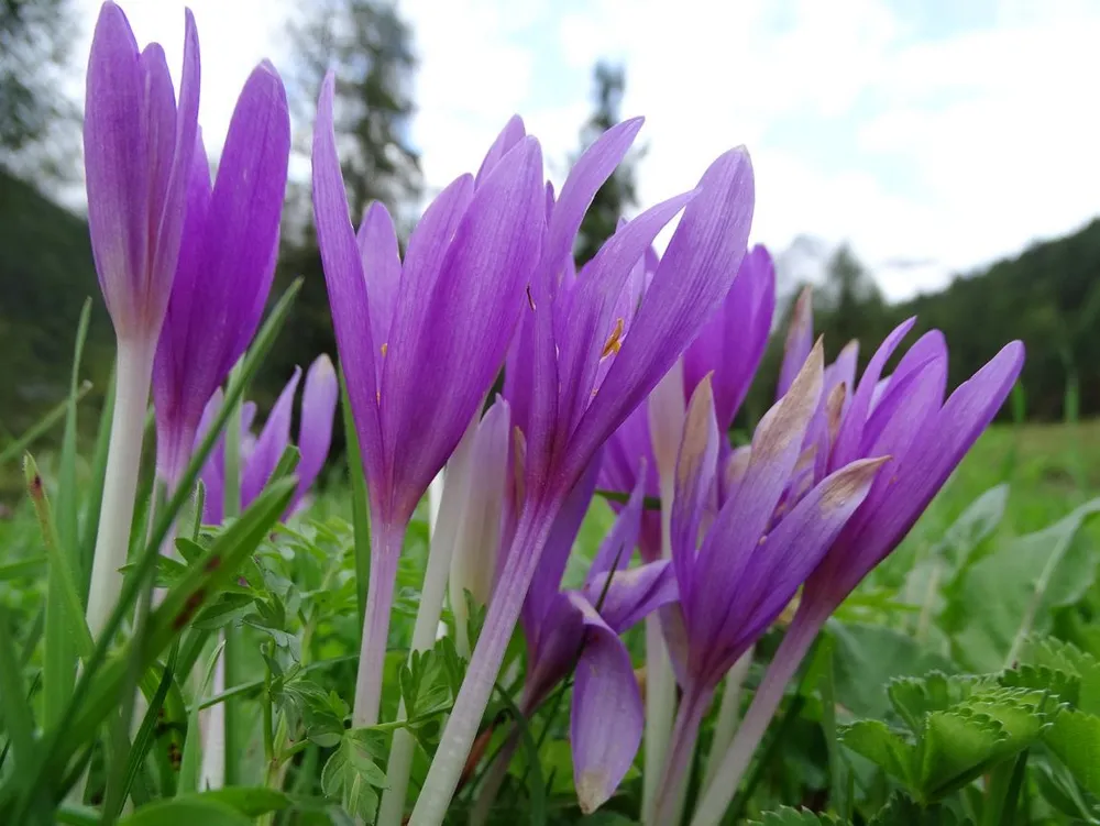 Безвременник осенний Colchicum autumnale