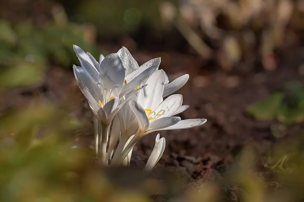 Безвременник Pleniflorum