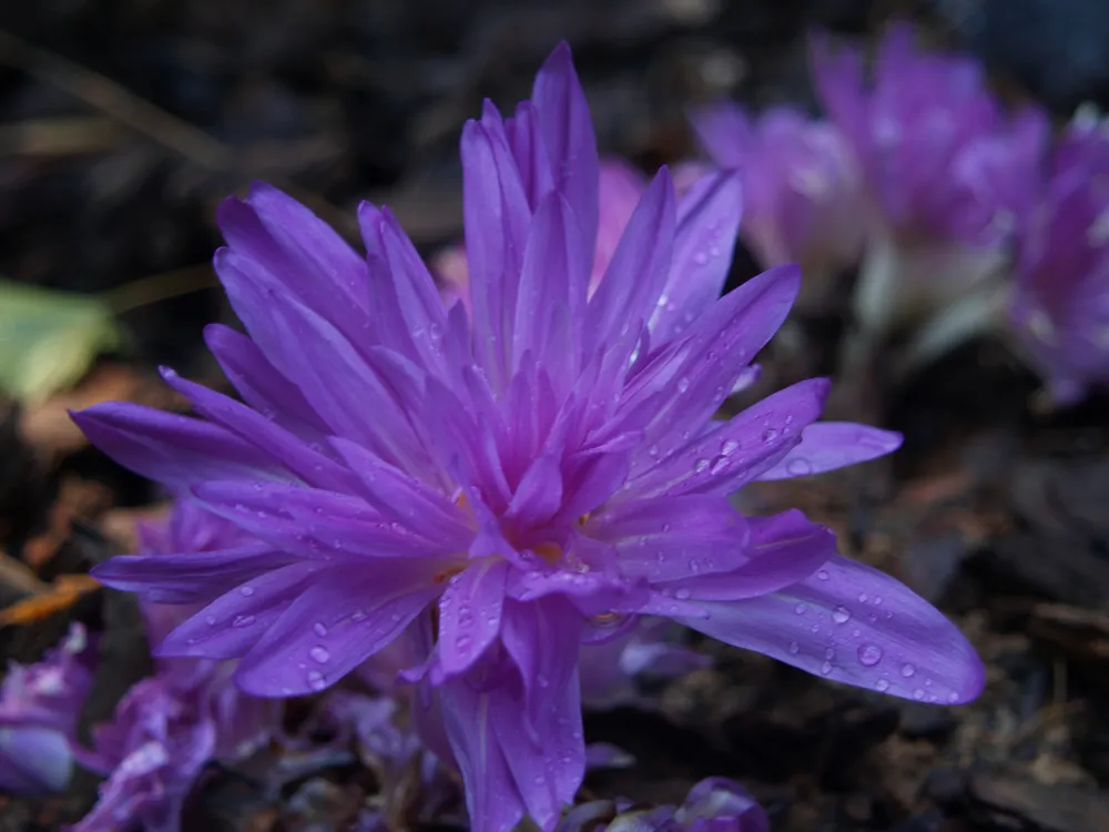 Безвременник Waterlily