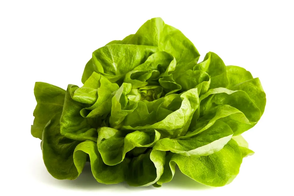 Bibb lettuce