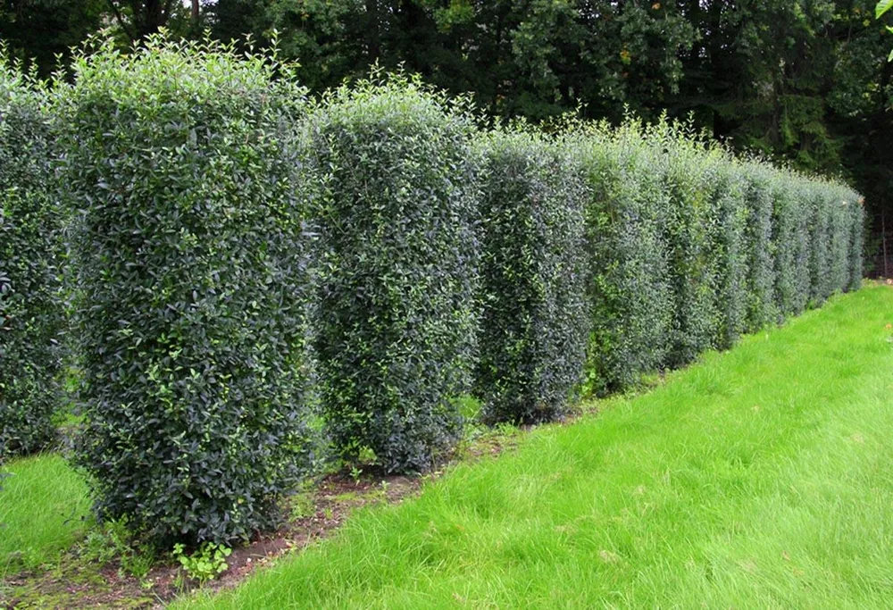 Бирючина обыкновенная Ligustrum vulgare