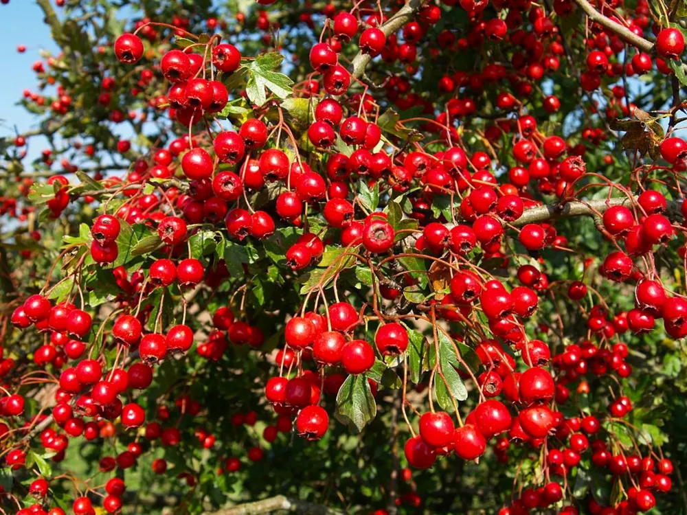 Боярышник Арнольда Crataegus arnoldiana