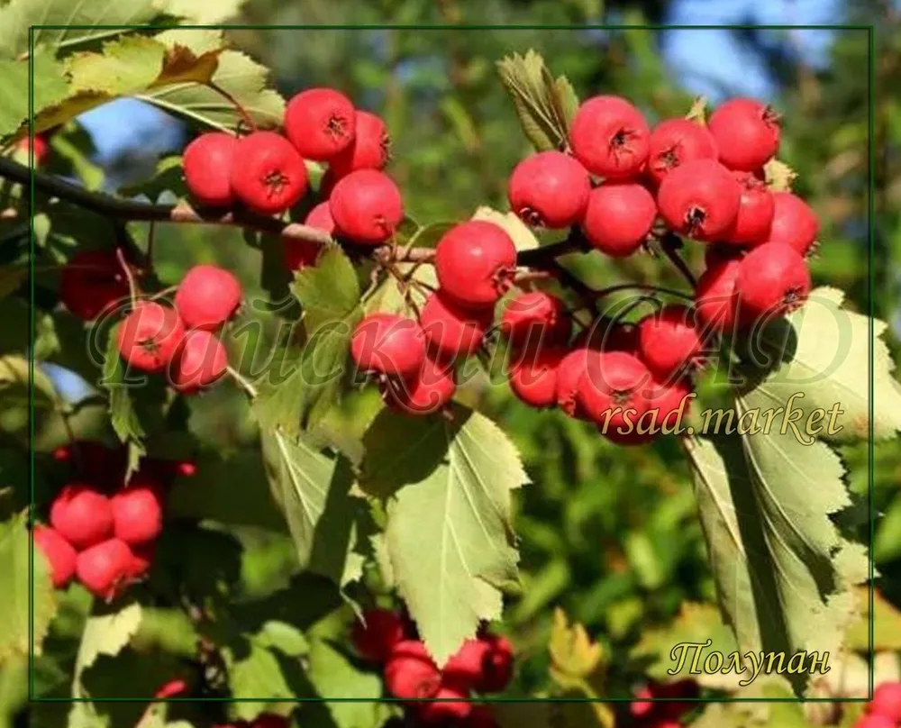 Боярышник мягковатый - Crataegus submollis