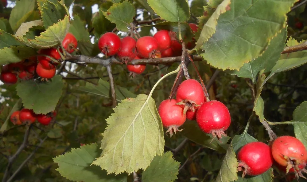 Боярышник обыкновенный – Crataegus oxyacantha