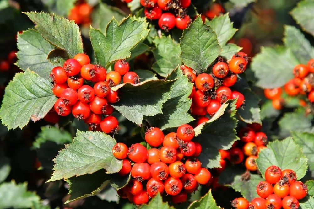 Боярышник Сибирский Crataegus sanguinea