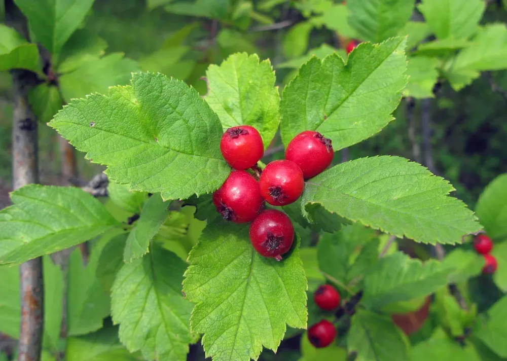 Боярышник Сибирский Crataegus sanguinea