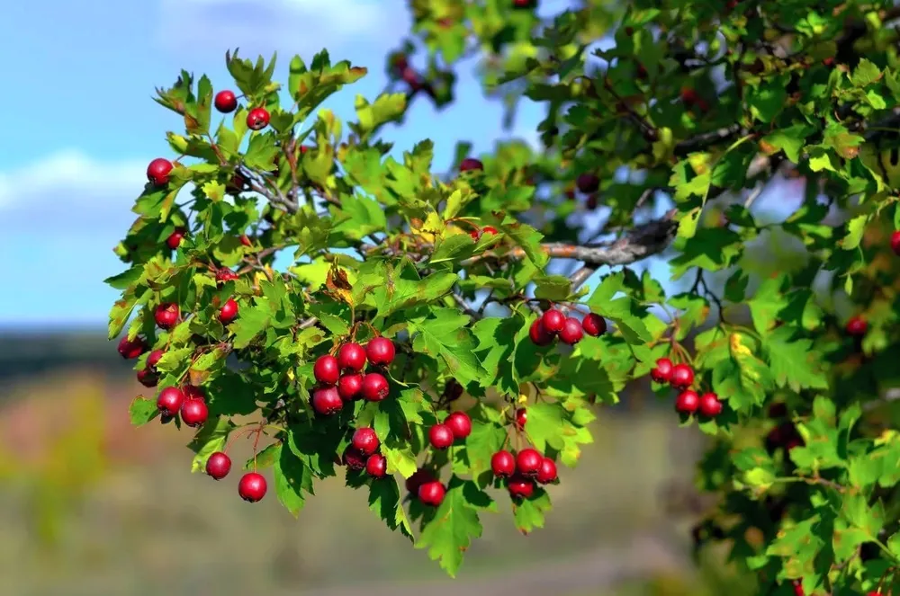 Боярышник Сибирский Crataegus sanguinea