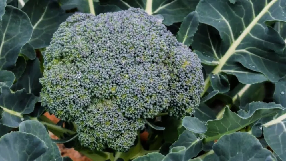 Brassica oleracea