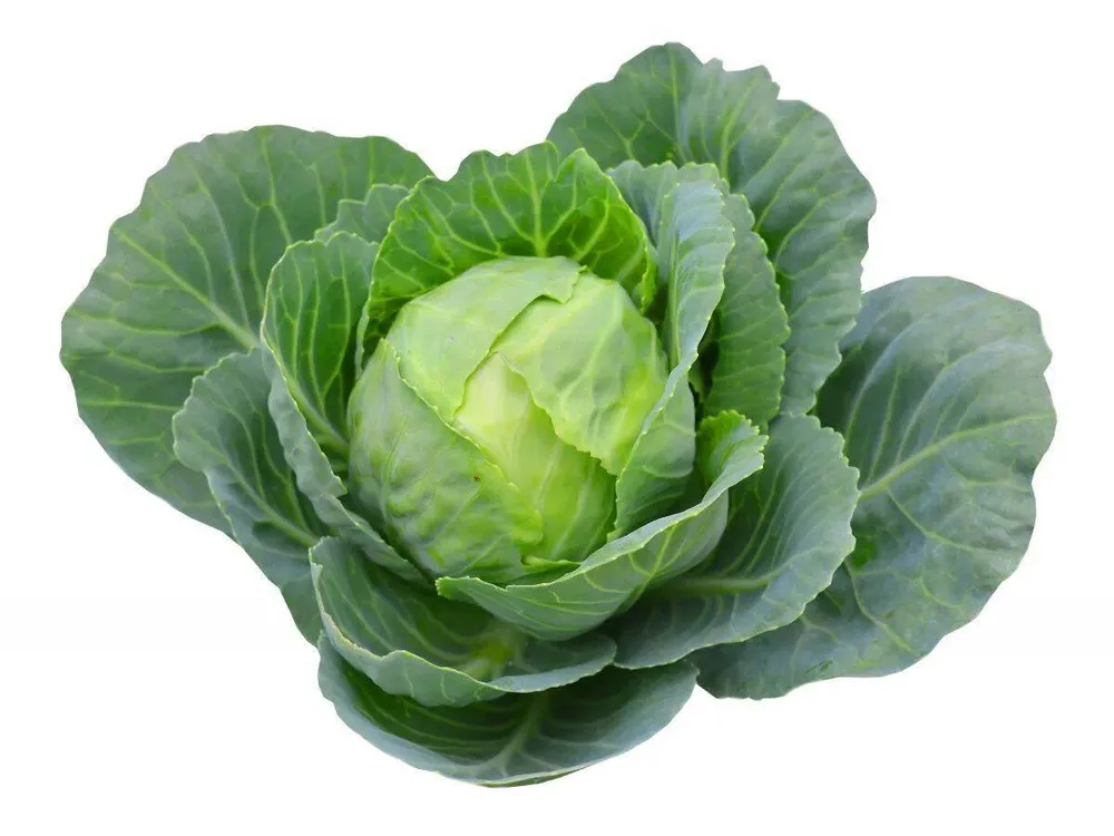 Brassica oleracea