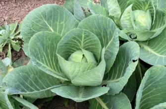 Brassica oleracea var. Ramosa