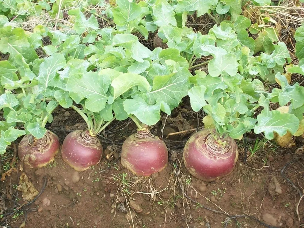 Брюква Brassica napobrassica