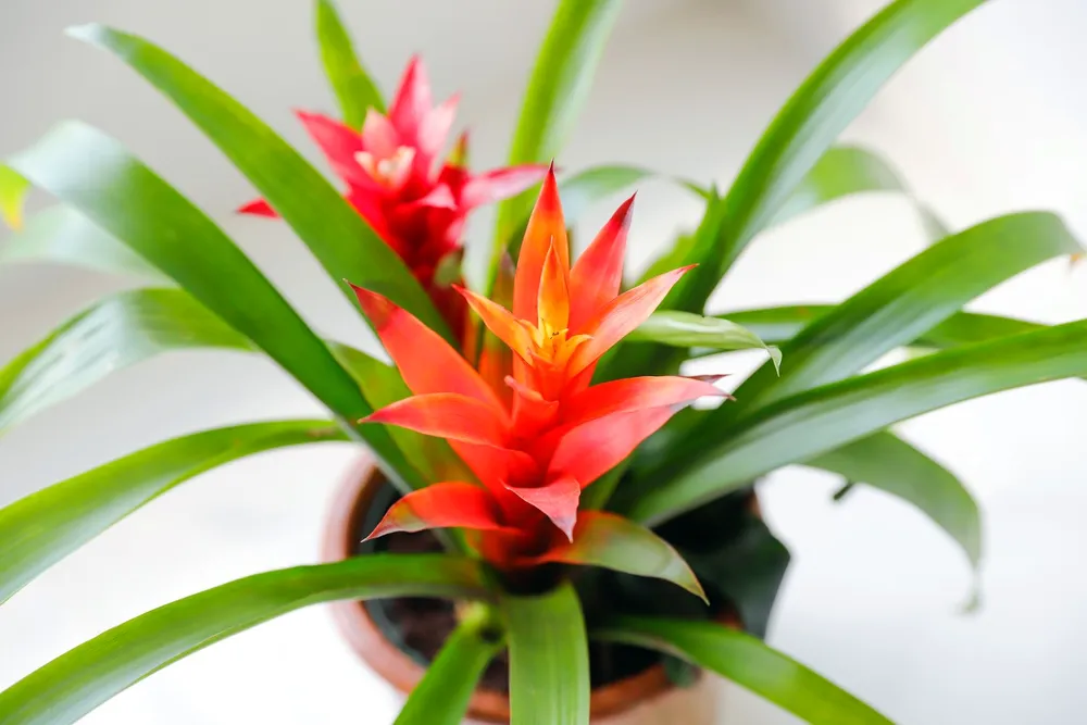 Бромелия Guzmania