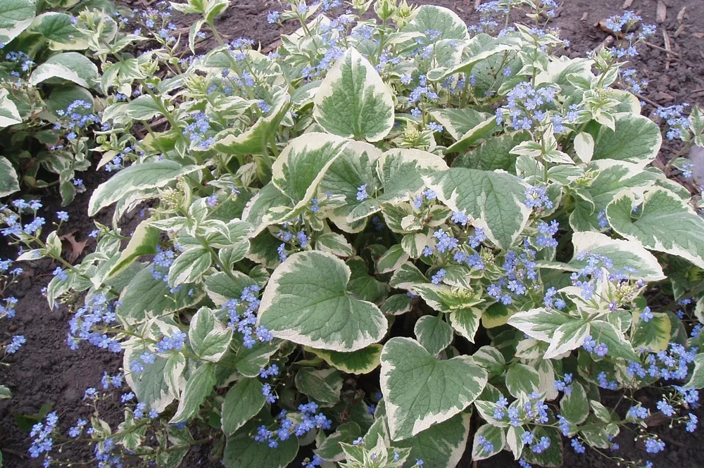 Бруннера крупнолистная variegata