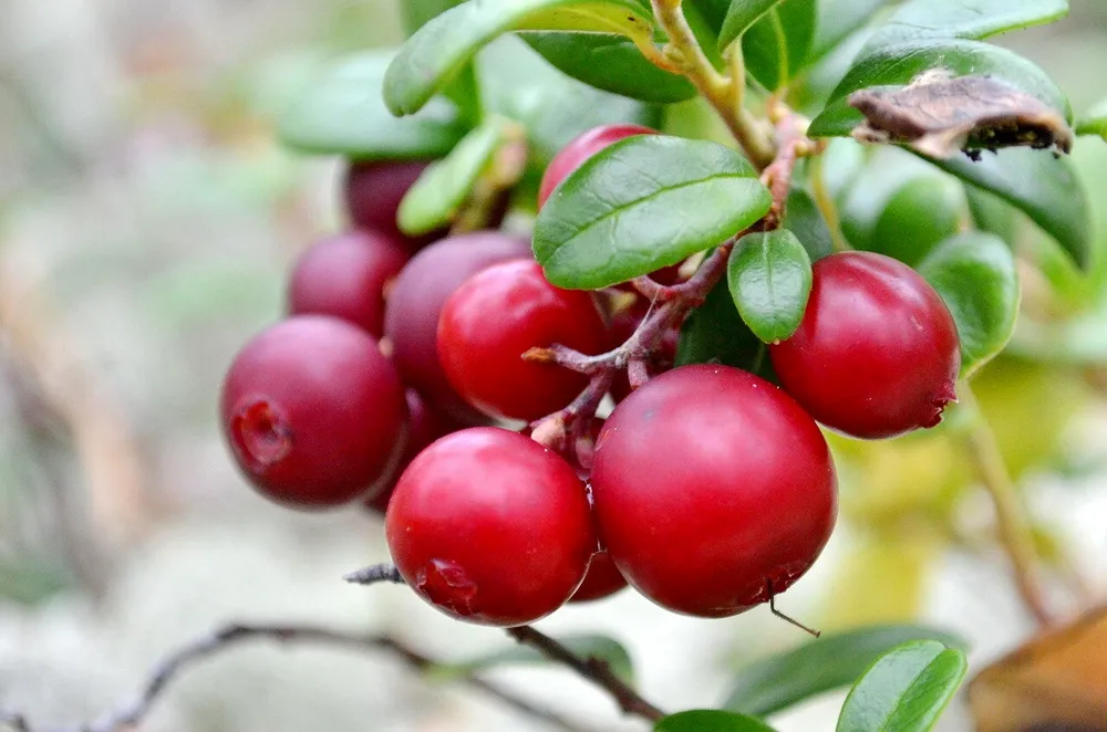 Брусника обыкновенная Vaccinium Vitis-idaea