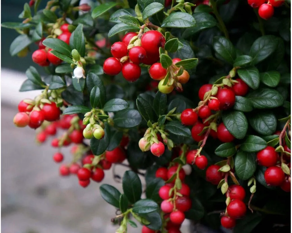 Брусника обыкновенная Vaccinium Vitis-idaea