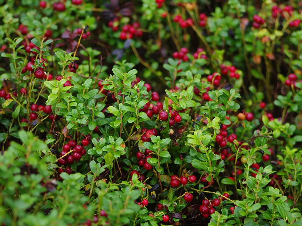 Брусника обыкновенная Vaccinium Vitis-idaea