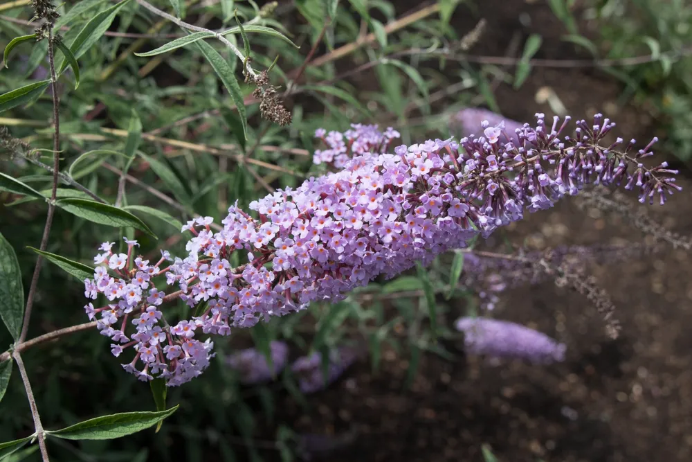 Буддлея Давида var. Nanhoensis