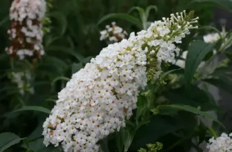 Буддлея Давида White Profusion