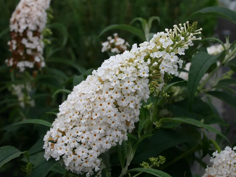 Буддлея Давида White Profusion