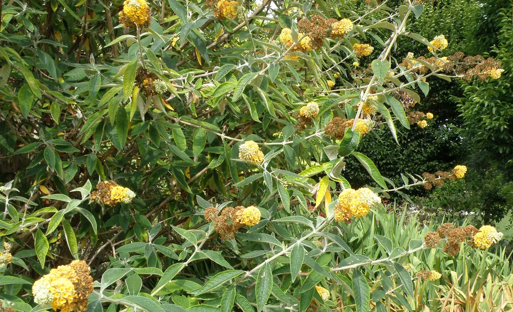 Буддлея Вейера Санголд Buddleja weyeriana Sungold