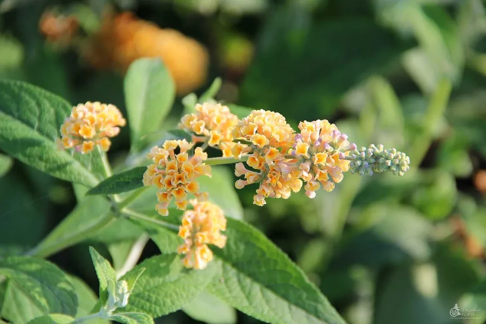 Буддлея Вейера Санголд Buddleja weyeriana Sungold