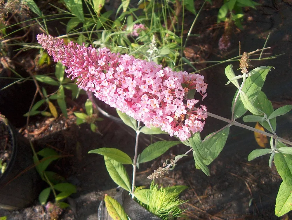 Buddleja davidii Pink Delight