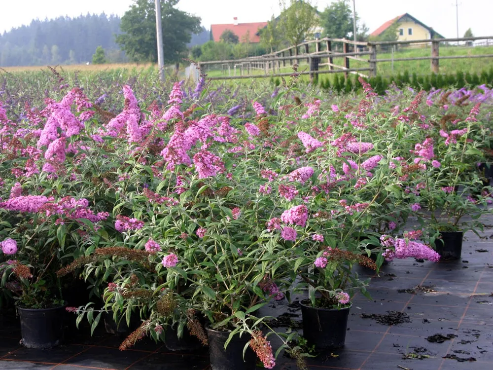 Buddleja davidii Pink Delight