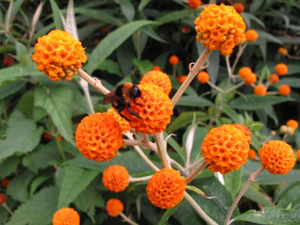 Buddleja globosa