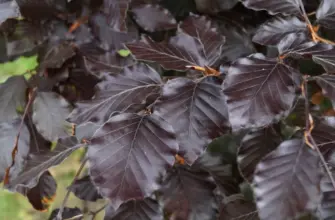 Бук Лесной Атропуницеа Fagus sylvatica Atropunicea