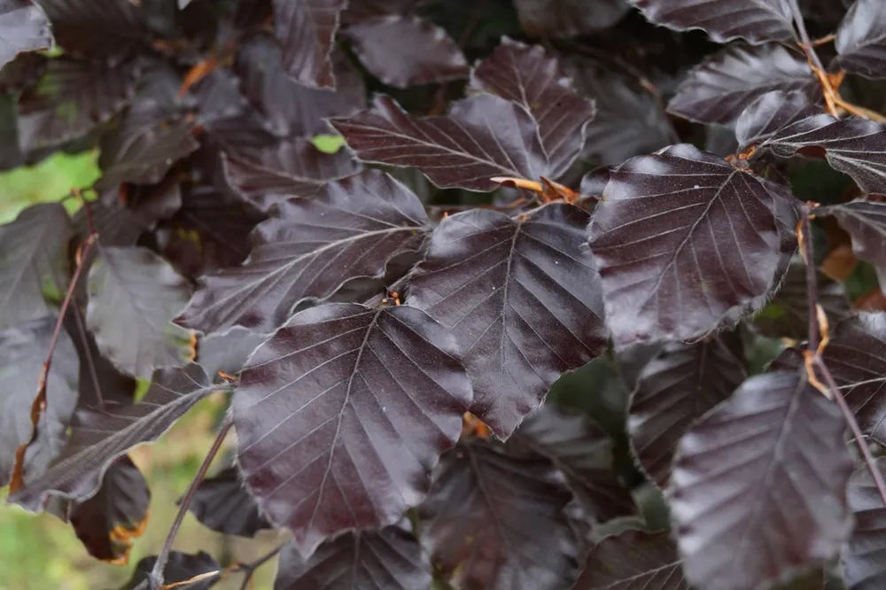 Бук Лесной Атропуницеа Fagus sylvatica Atropunicea