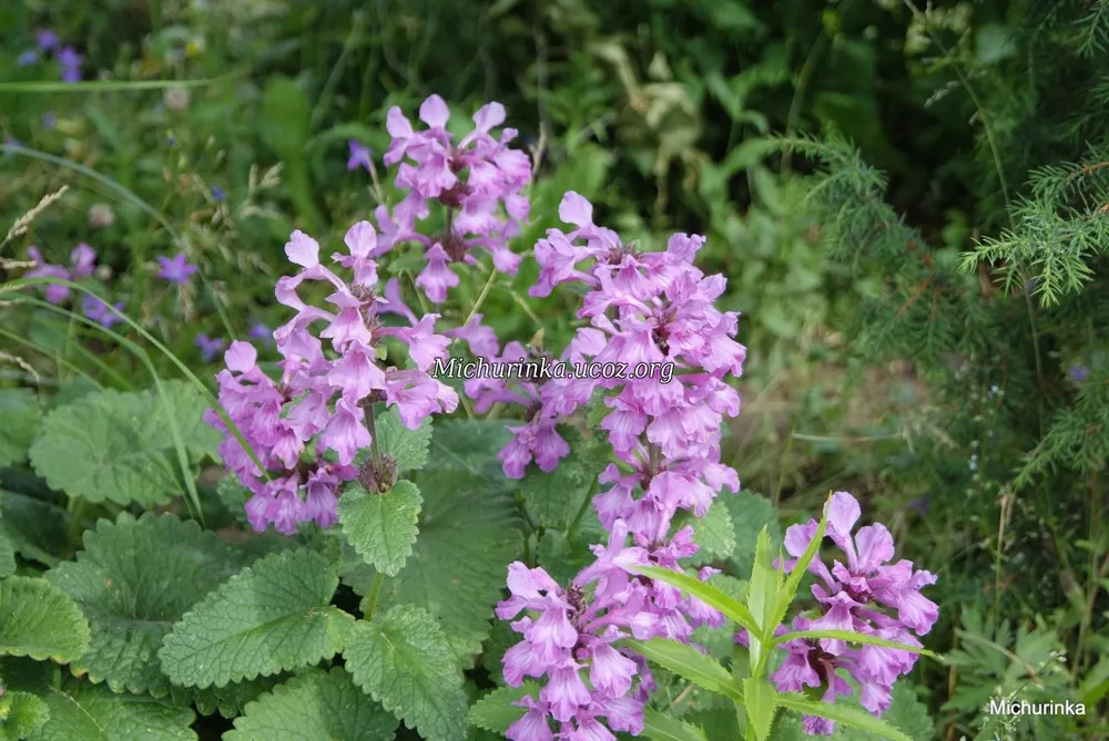 Буквица Betonica grandiflora