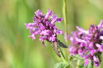 Буквица Бетоника Betonica officinalis