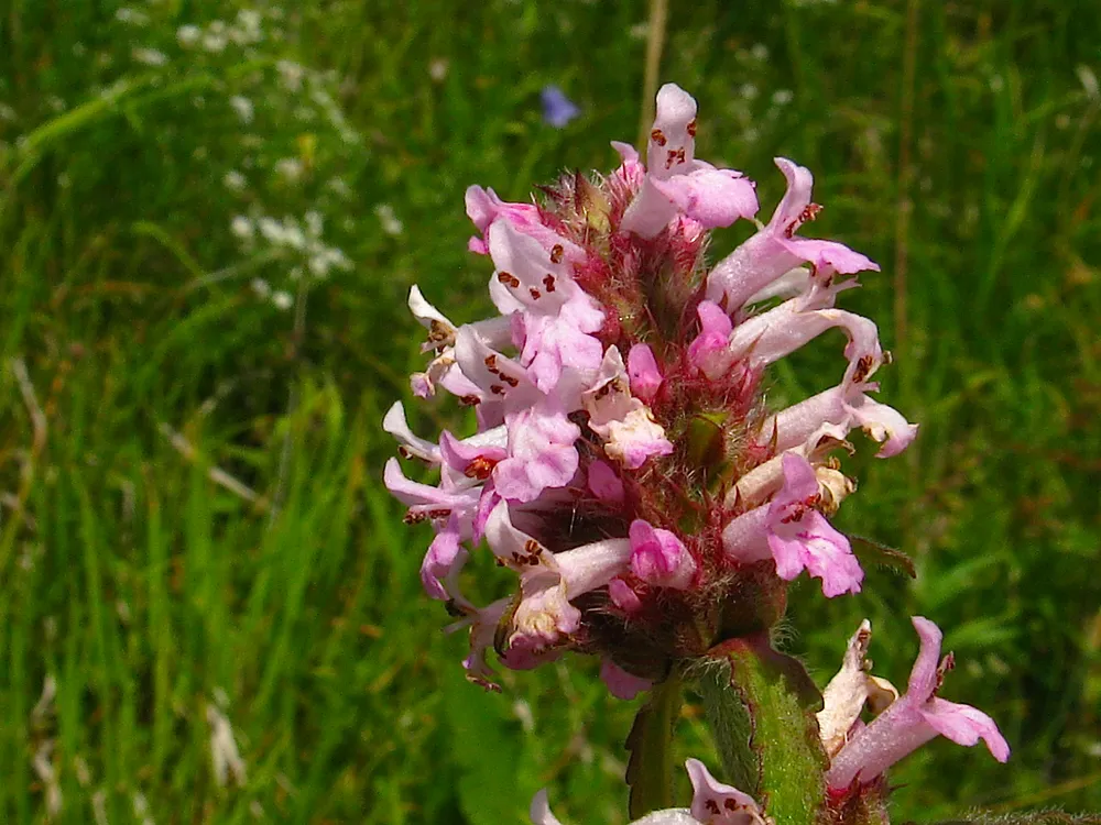 Буквица Бетоника Betonica officinalis