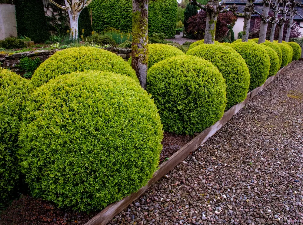 Buxus sempervirens изгородь