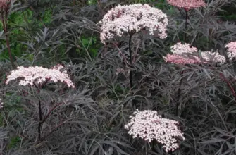 Бузина черная Sambucus nigra