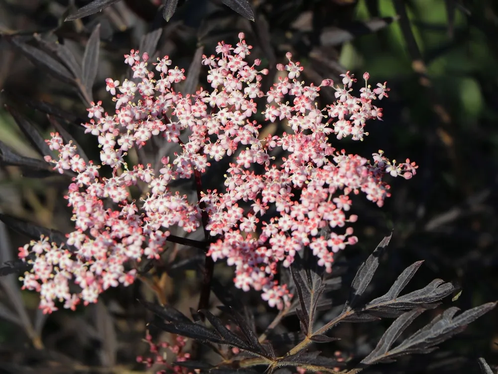 Бузина черная Sambucus nigra