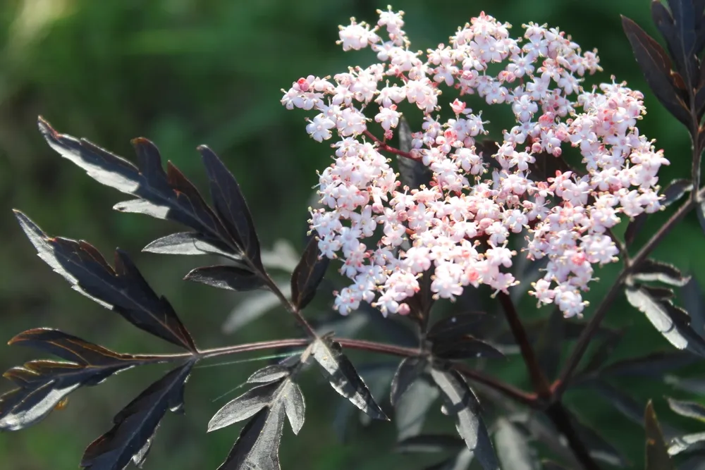 Бузина черная Sambucus nigra