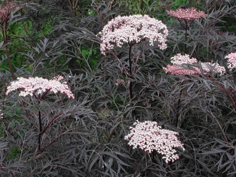 Бузина черная Sambucus nigra