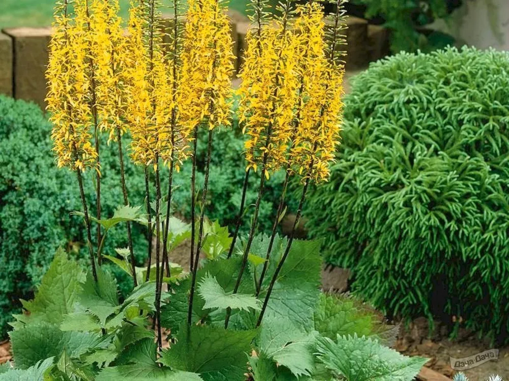 Бузульник Вильсона Ligularia wilsoniana