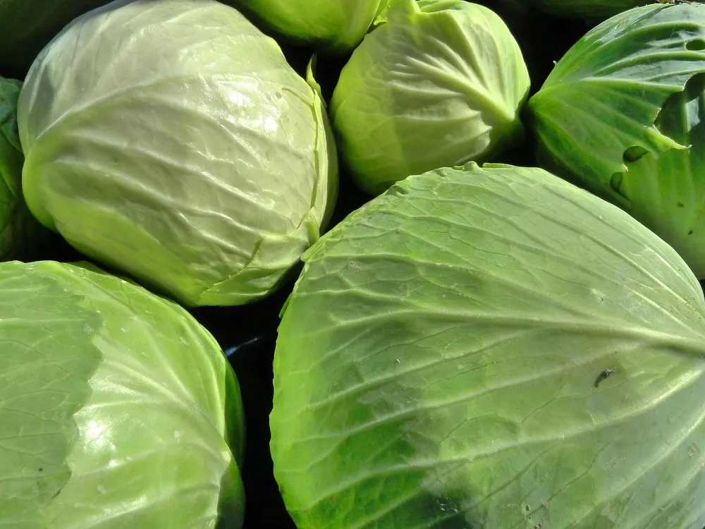 Cabbage