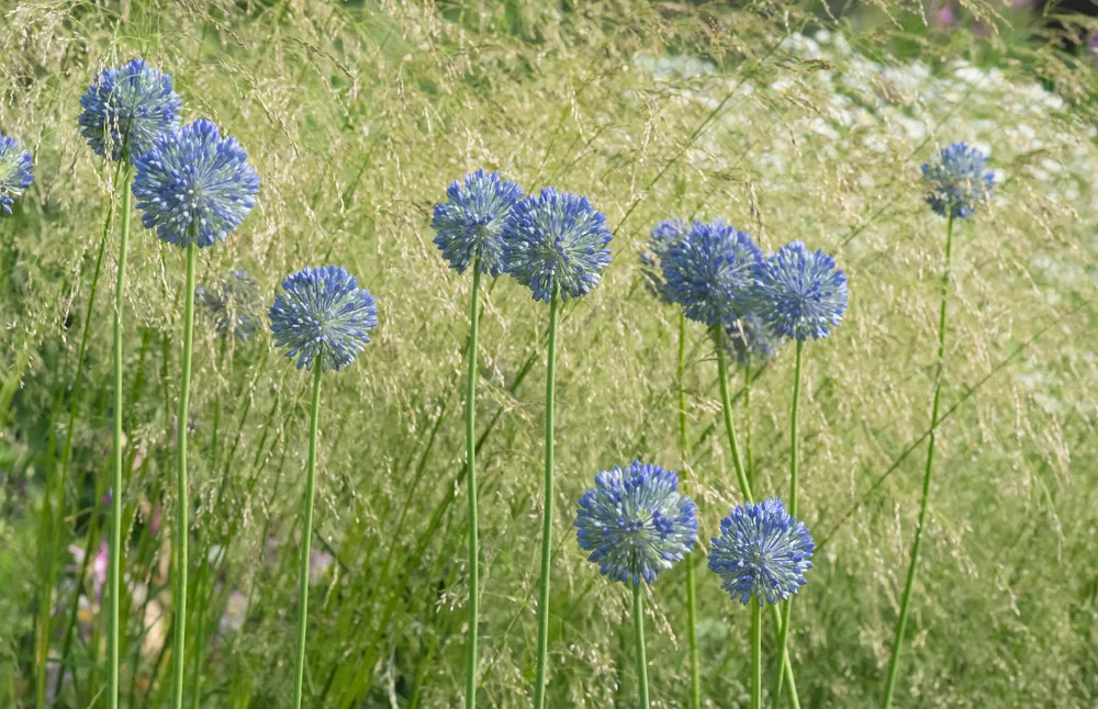 Caeruleum аллиум