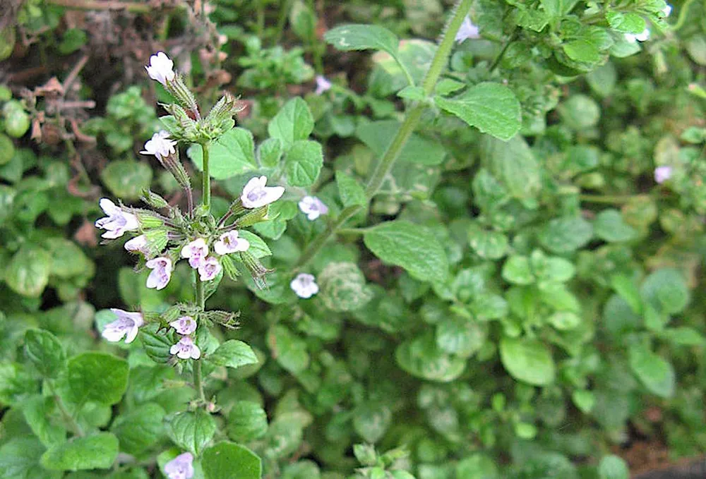 Calamintha Nepeta