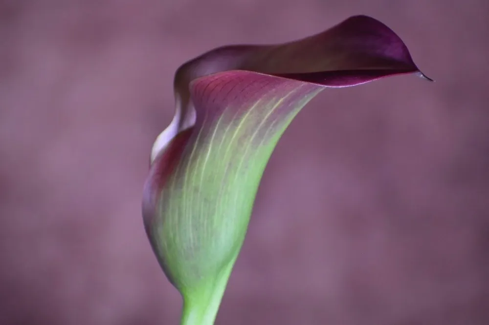 Calla Lily цветок